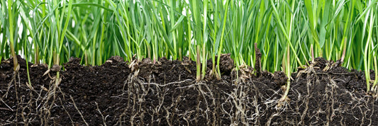 Grass Roots
