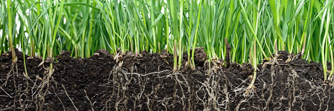 Grass Roots