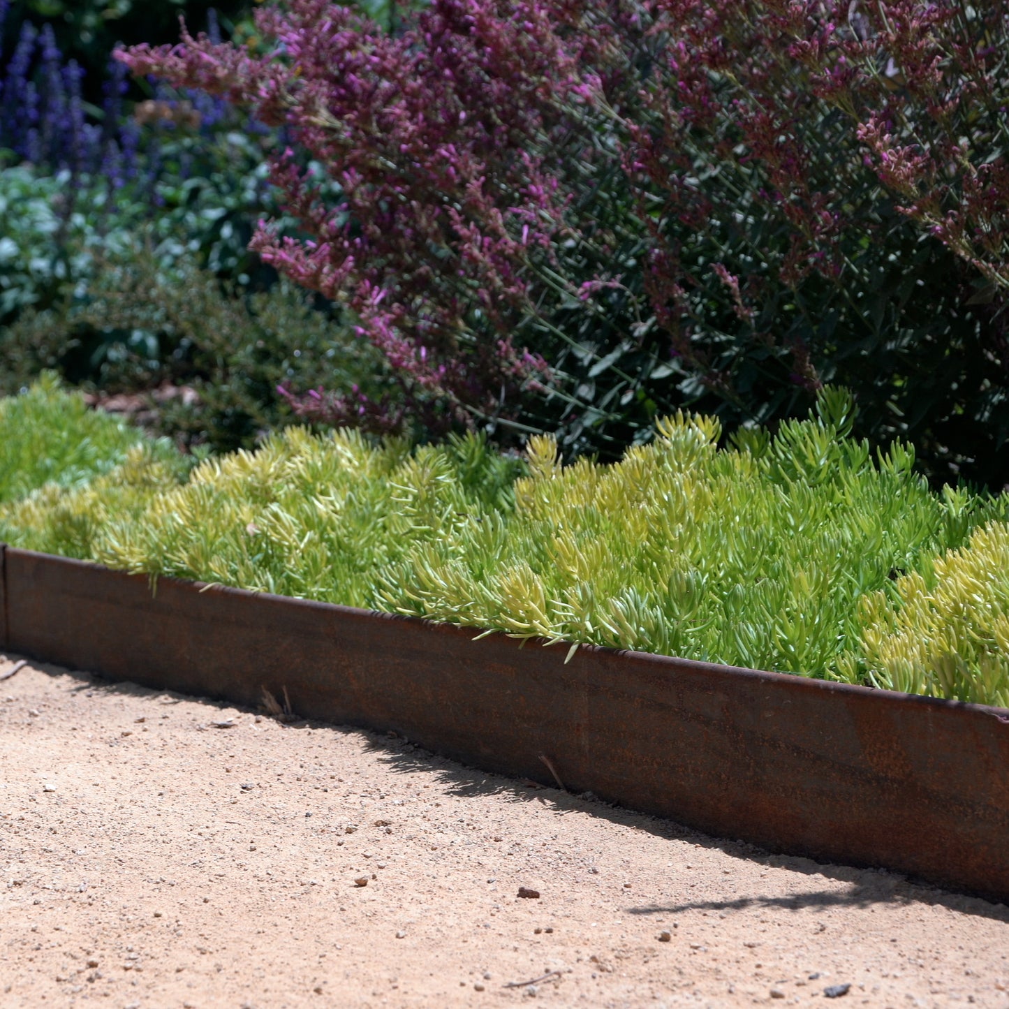 COR-TEN steel landscape edging planted with green succulents by sandy path