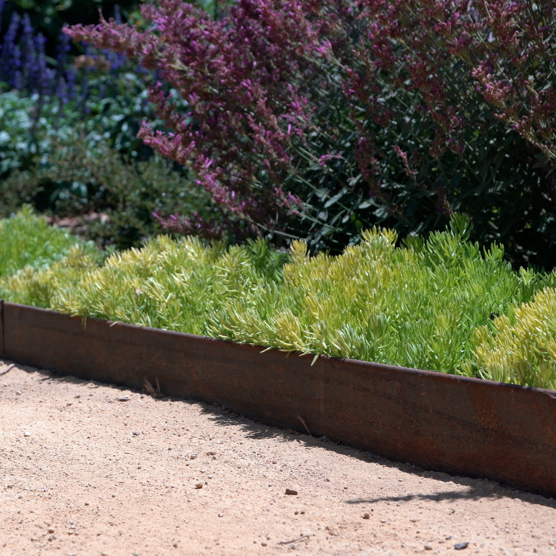 COR-TEN steel landscape edging planted with green succulents by sandy path