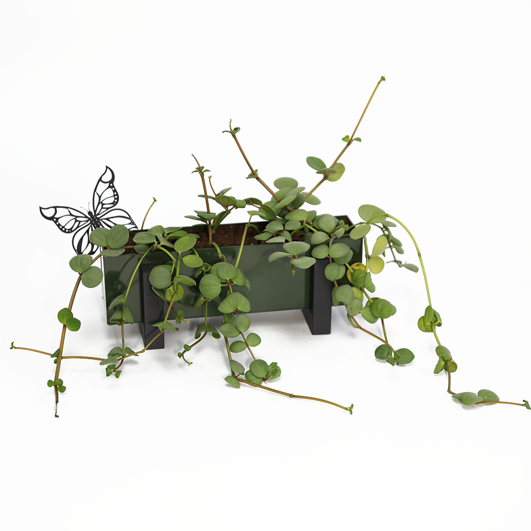 Steel Planter Box (12" L x 3" W x 3.5" H)