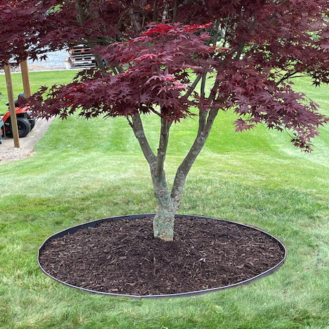 Tree Ring Kits